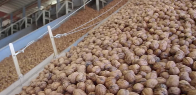California Walnut Processing