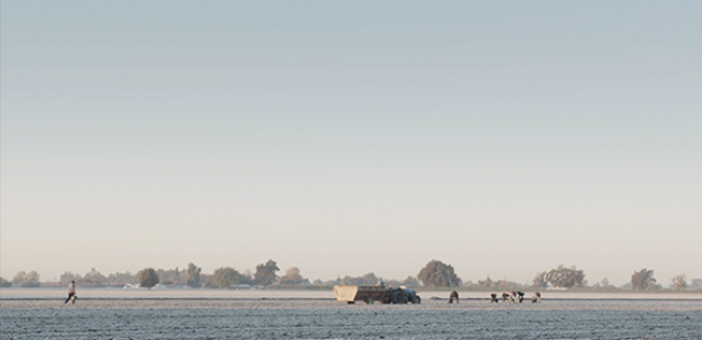 California Walnuts – Entire Process