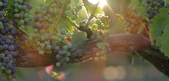 Folie à Deux – Pinot Noir