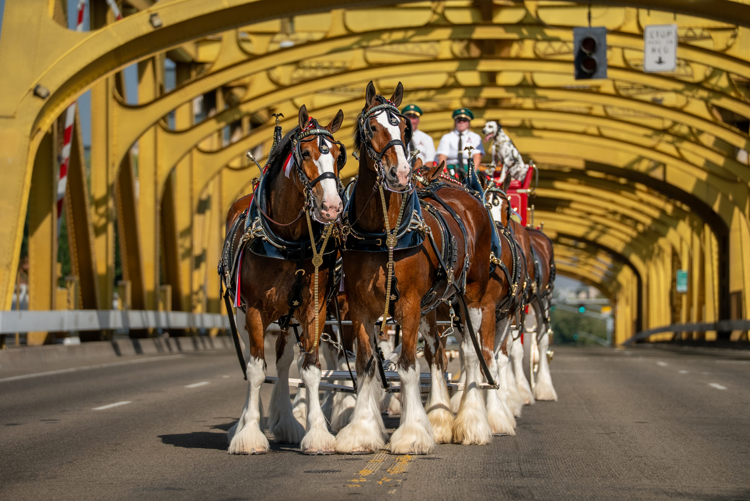 Anheuser-Busch Clydesdales
