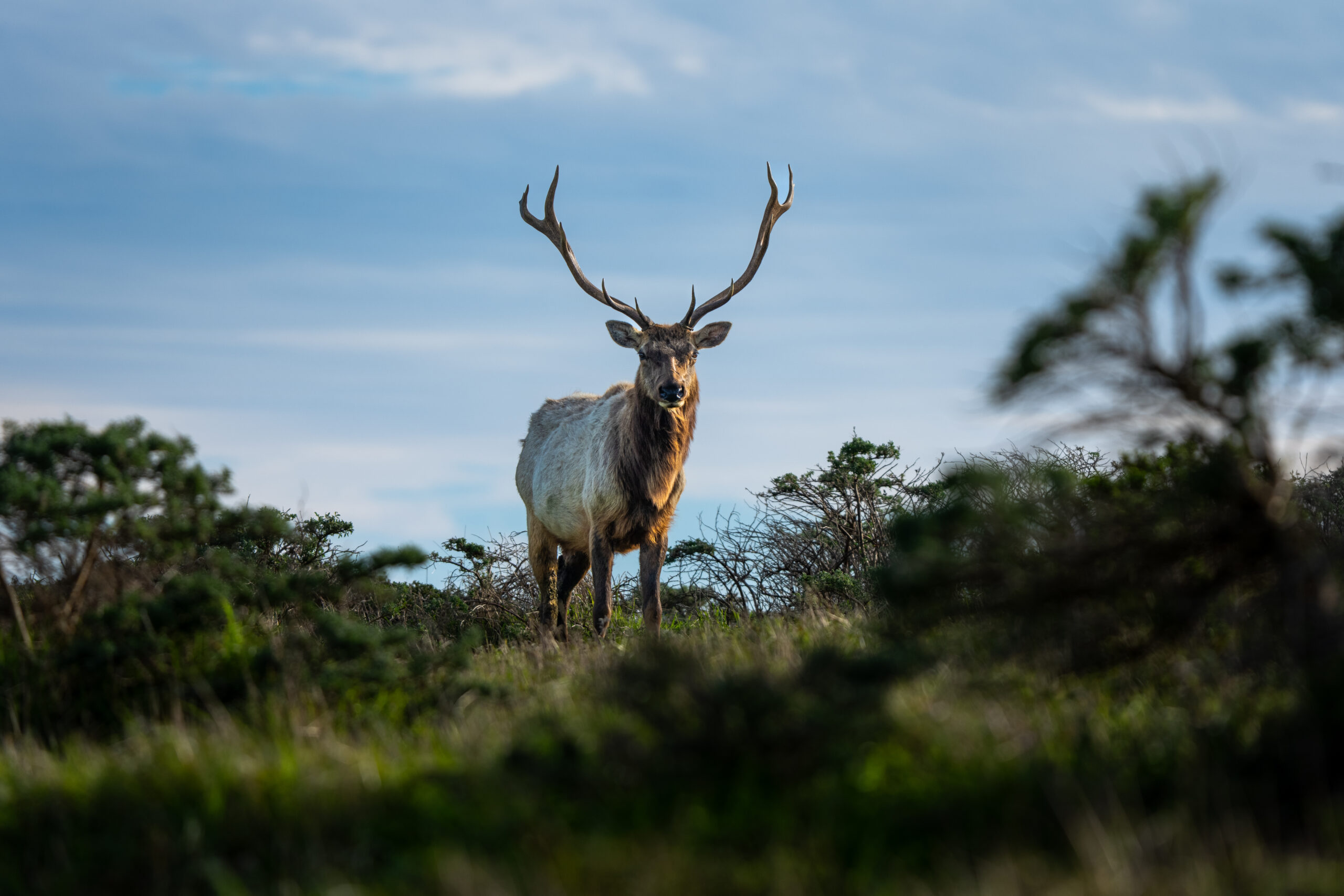 Point Reyes – Elk