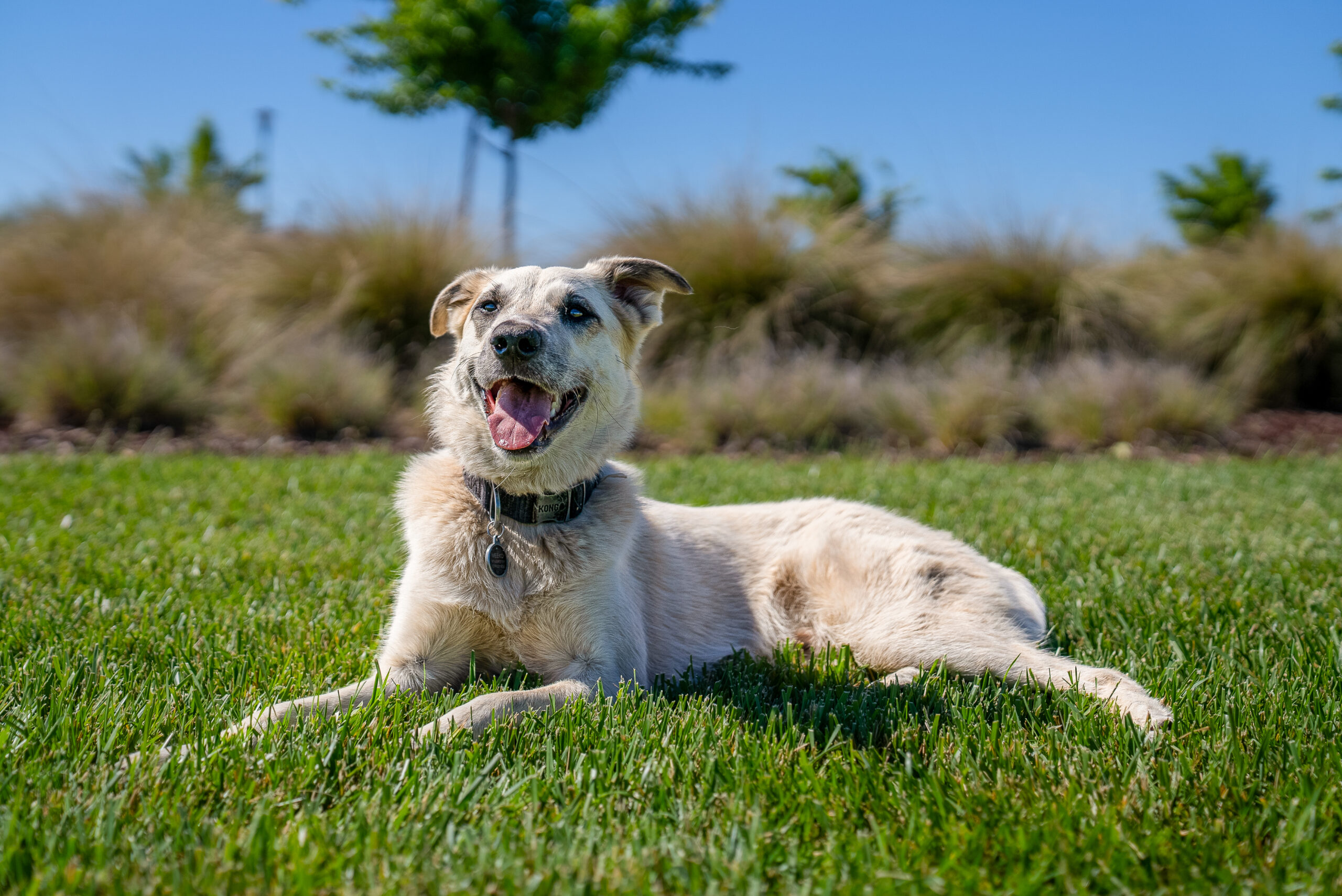 Meeko’s Day at the Park