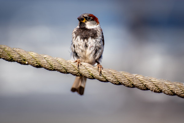 Male House Sparrow (Passer domesticus)