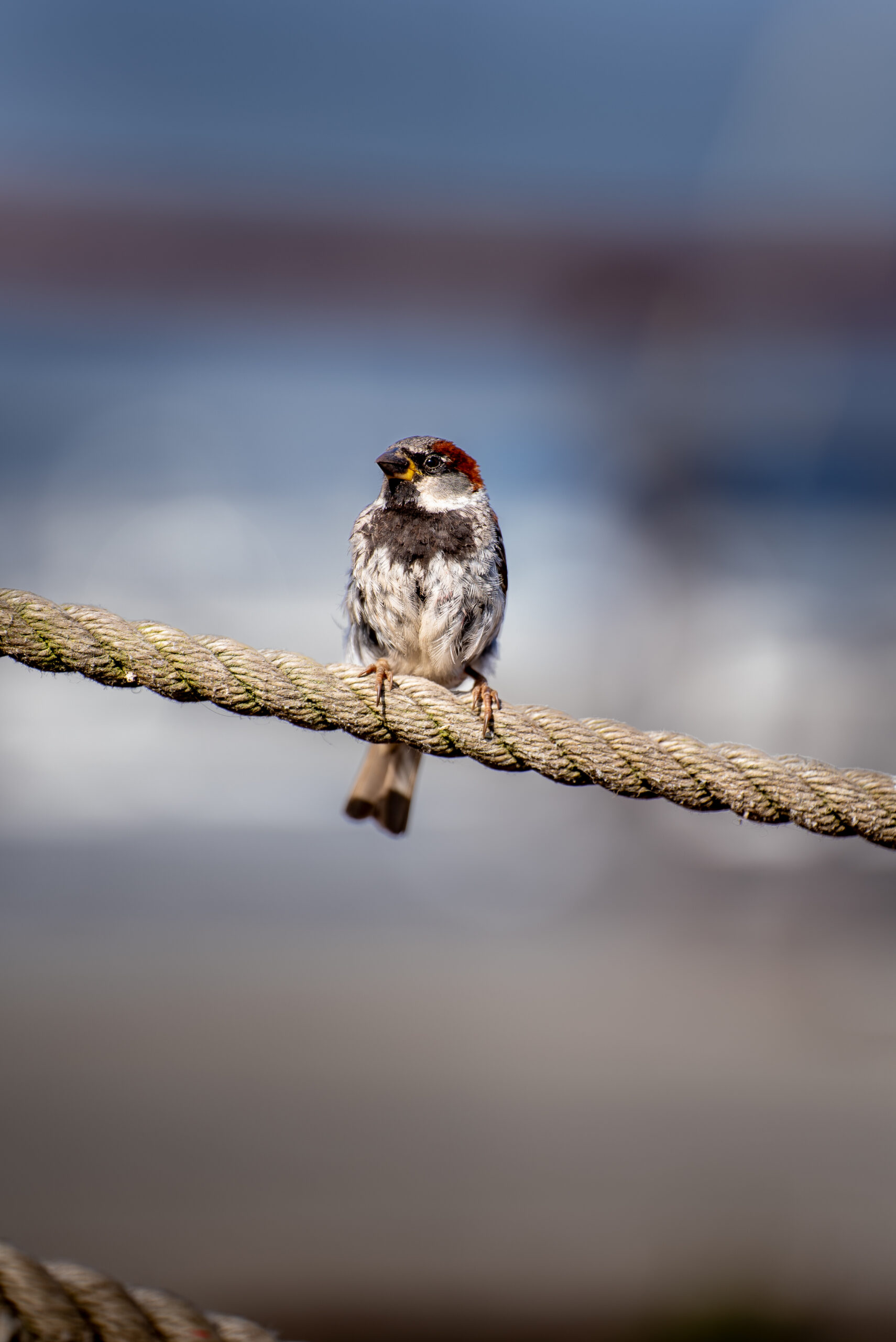 Male House Sparrow (Passer domesticus)