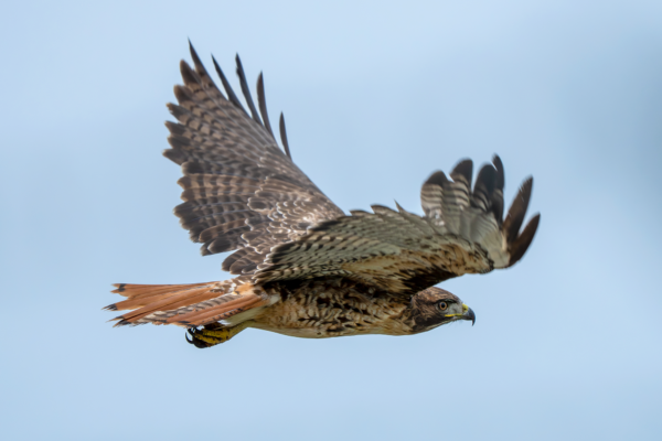 Eagle Flight