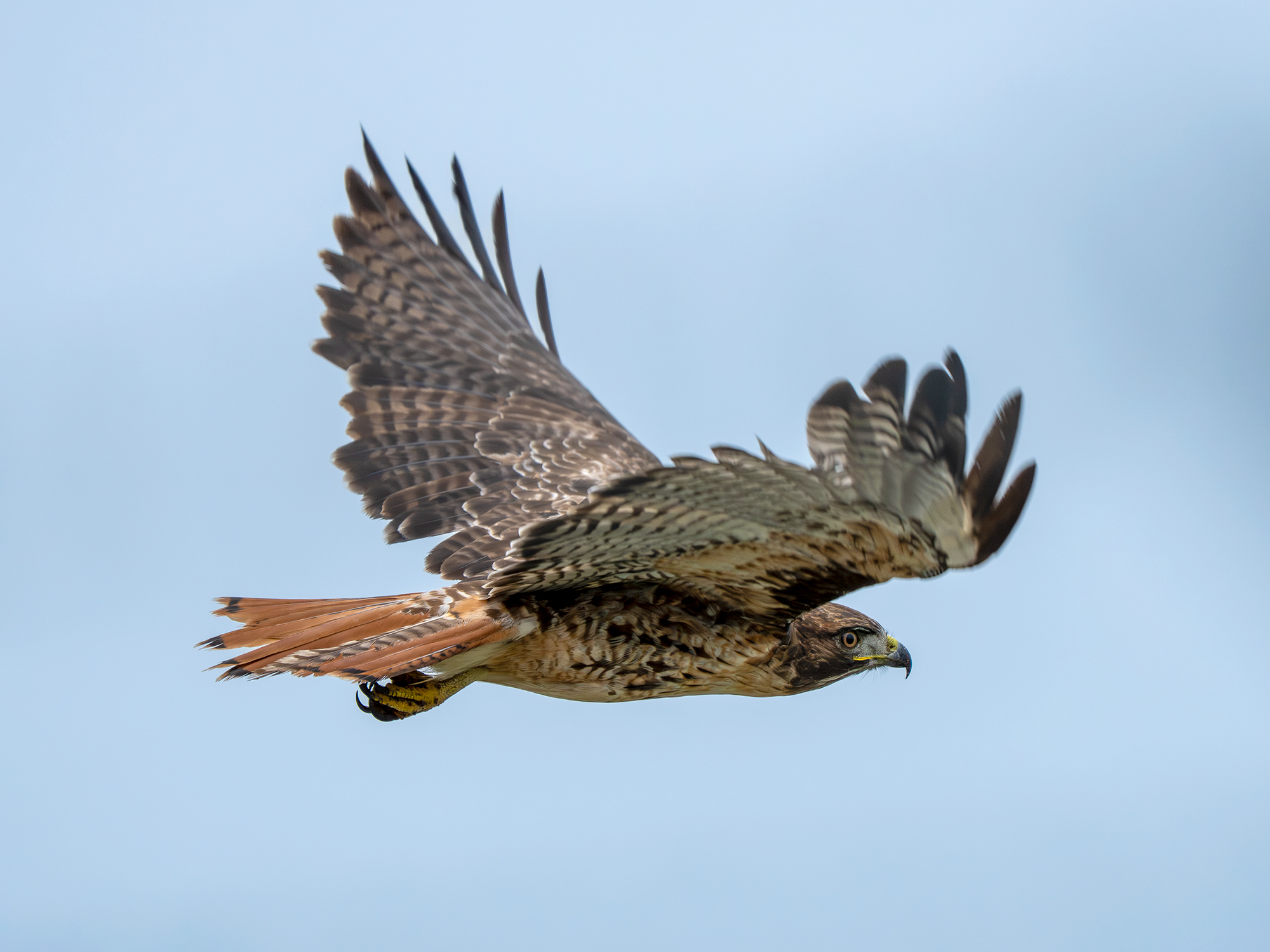 Eagle Flight