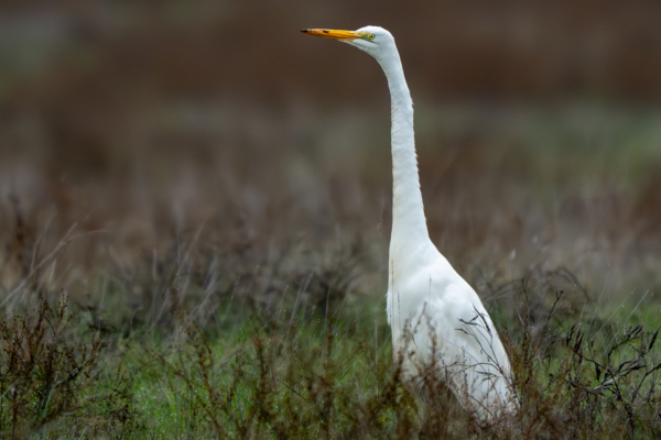 Great Egret
