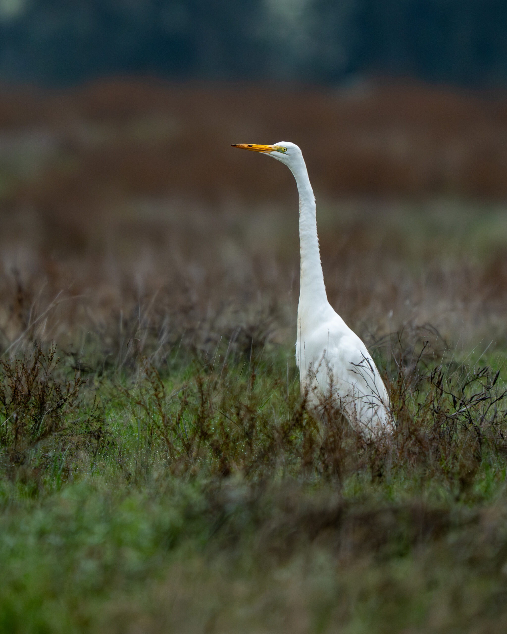 Great Egret