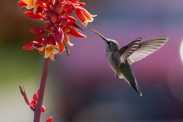 Humming Bird