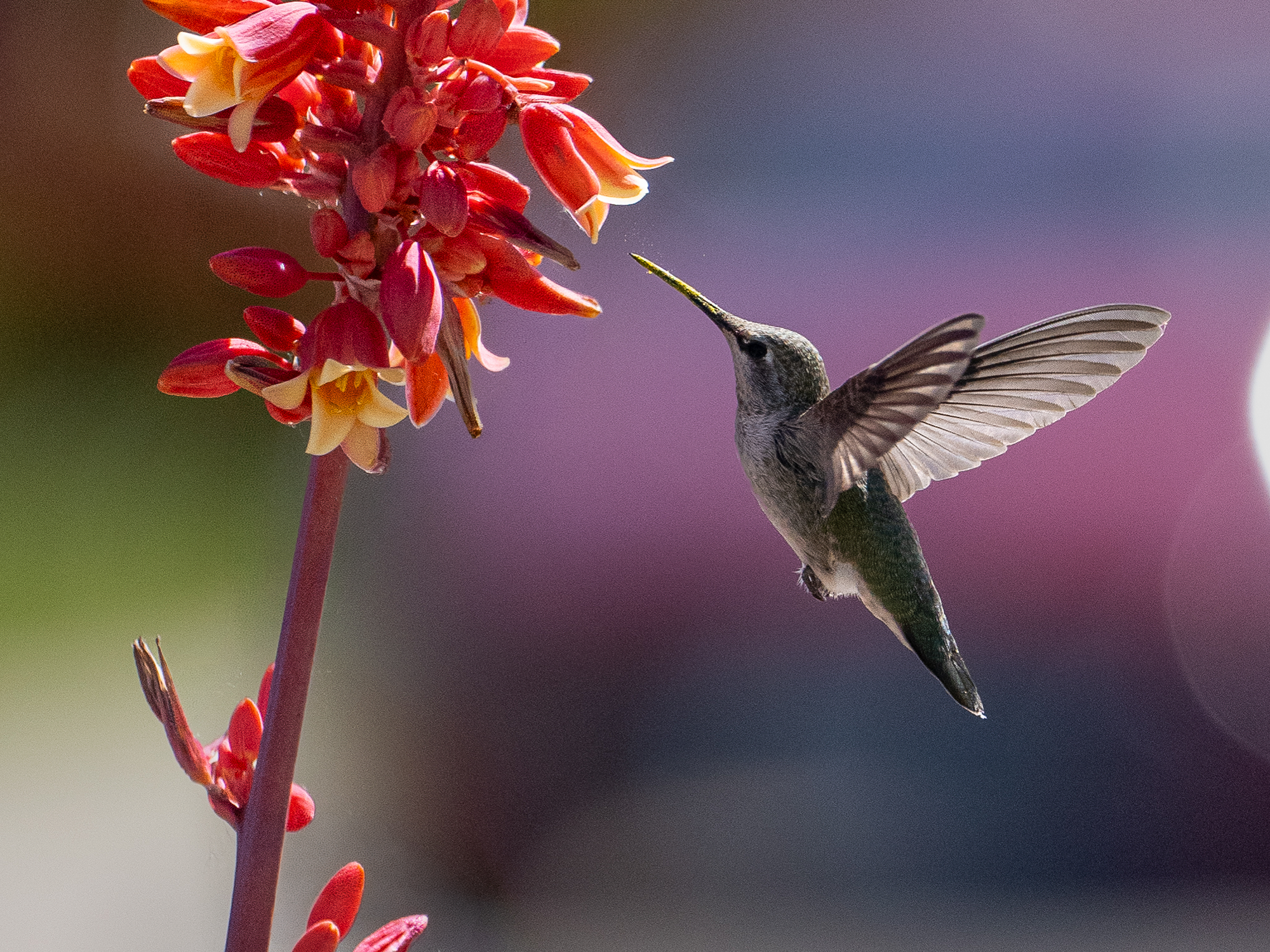 Humming Bird