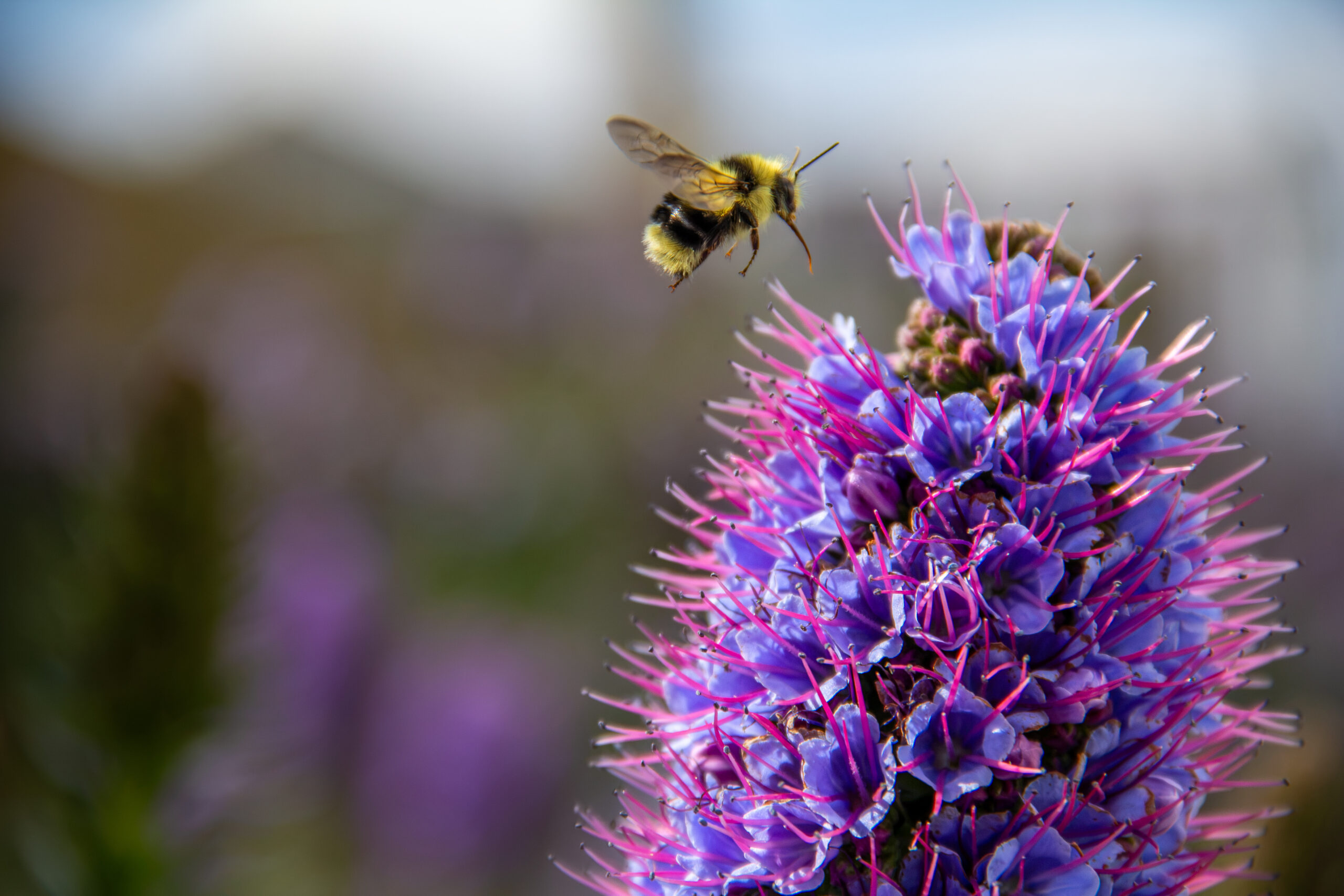 Bee Escaping Alcatraz