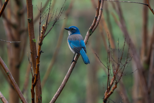 Mather Field – Scrub Jay