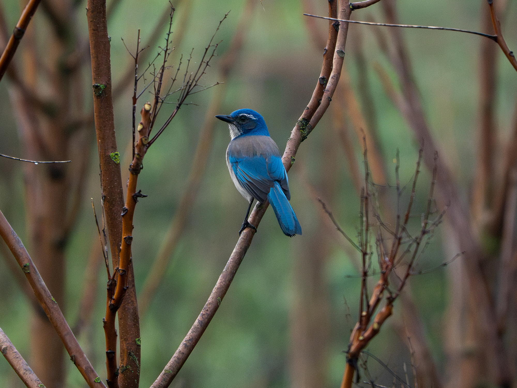 Mather Field – Scrub Jay